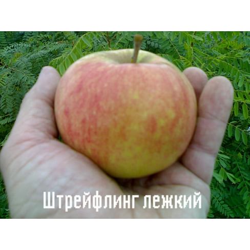 Саженцы яблони Штрейфлинг лёжкий на полукарликовых подвоях (зимний сорт) Садоград 2-летний саженец
