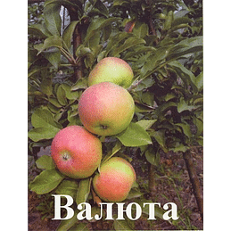 Яблоня колонновидная "Валюта" Садоград 2хлетние саженцы.