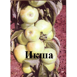 Яблоня колонновидная "Икша" Садоград 2хлетние саженцы