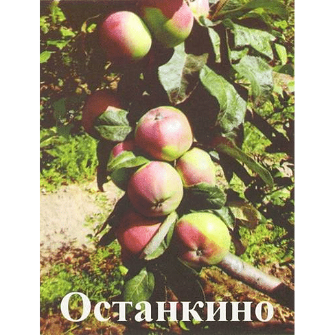 Яблоня колонновидная "Останкино" Садоград 1летние саженцы.