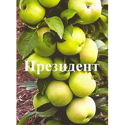 Яблоня колонновидная "Президент" Садоград 2хлетние саженцы