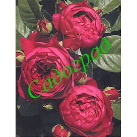 Саженцы роза Ascot (Аскот) - Германия Садоград 1-летние саженцы
