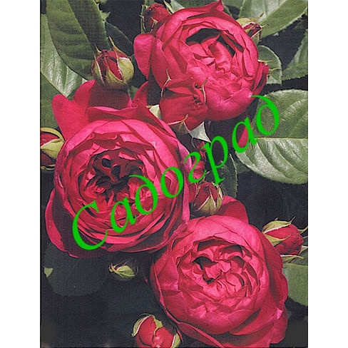Саженцы, роза Ascot (Аскот) - Германия Садоград 2хлетние саженцы