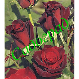 Саженцы, роза Barkarole (Баркароле) - Германия Садоград 2хлетние саженцы