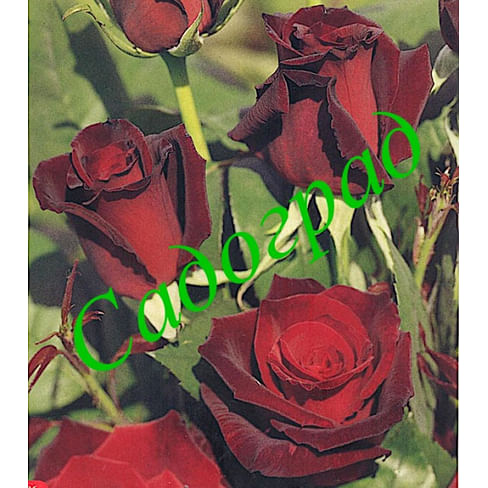 Саженцы, роза Barkarole (Баркароле) - Германия Садоград 2хлетние саженцы