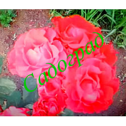 Саженцы, роза El Toro (Эль Торо) - Нидерланды Садоград 2хлетние саженцы