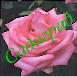 Саженцы, роза Esmeralda (Эсмеральда) - Германия. Садоград. 2хлетние саженцы.
