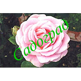 Саженцы, роза Frederic Mistral (Фредерик Мистраль) - Франция Садоград 2хлетние саженцы