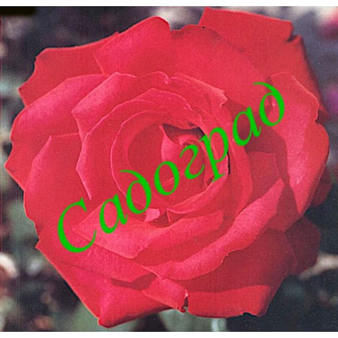 Саженцы, роза Grand Amore (Гранд Аморе) - Германия Садоград 2хлетние саженцы