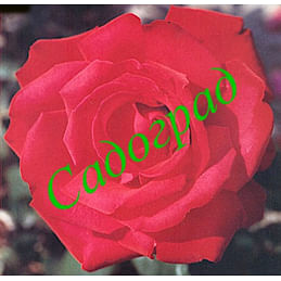 Саженцы, роза Grand Amore (Гранд Аморе) - Германия Садоград 2хлетние саженцы