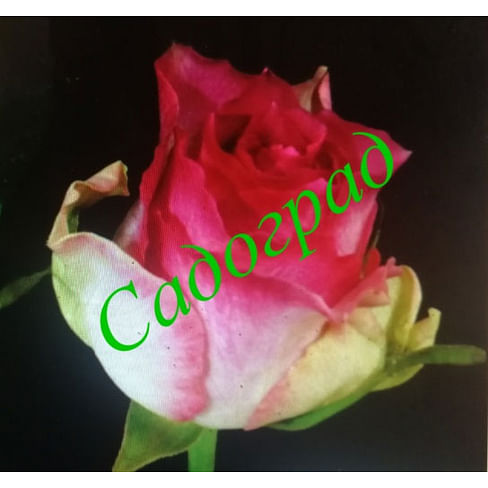 Саженцы, роза Malibu (Малибу) - Нидерланды Садоград 2хлетние саженцы
