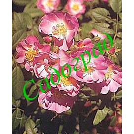 Саженцы роза Apple Blossom (Яблоневый цвет), США Садоград 1-летние саженцы
