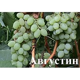 Саженцы винограда " Августин" (Феномен, Плевен устойчивый) Садоград 1-летний саженец