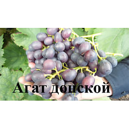 Саженцы винограда "Агат донской" Садоград 1-летний саженец