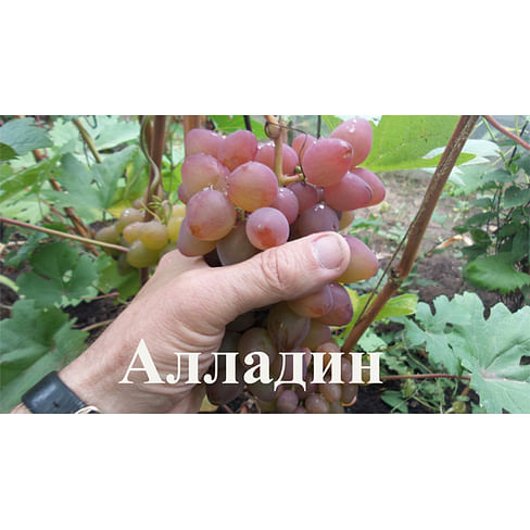 Саженцы винограда "Алладин" Садоград 1-летний саженец