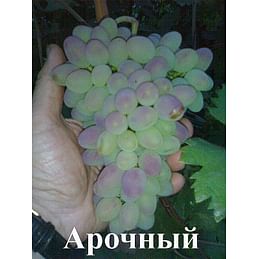 Саженцы винограда "Арочный" Садоград 1-летний саженец