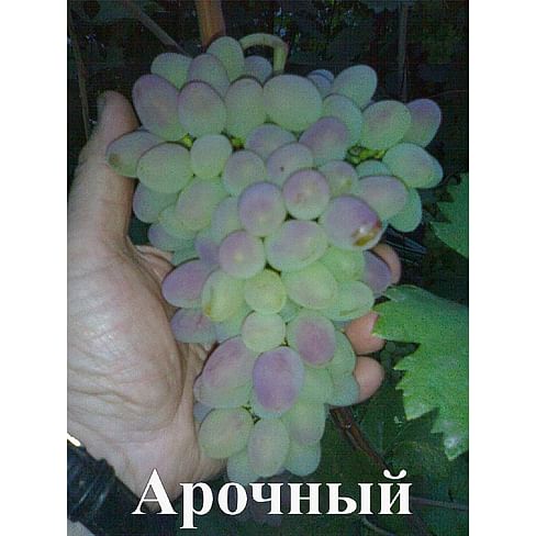 Саженцы винограда "Арочный" Садоград 1-летний саженец
