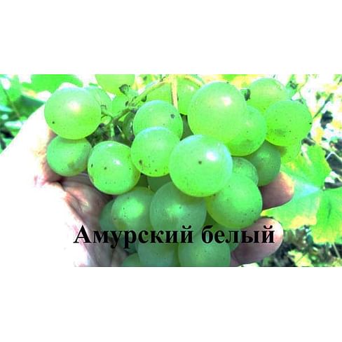 Саженцы винограда "Амурский белый" Садоград 1-летний саженец
