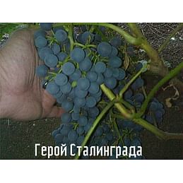 Саженцы винограда амурского "Герой Сталинграда" Садоград 1-летний саженец