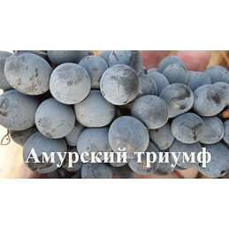 Саженцы винограда "Амурский триумф" Садоград 1-летний саженец