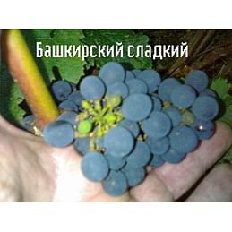 Саженцы винограда амурского "Башкирский сладкий" Садоград 1-летний саженец