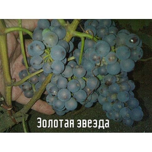 Саженцы винограда амурского "Золотая звезда" Садоград 1-летний саженец