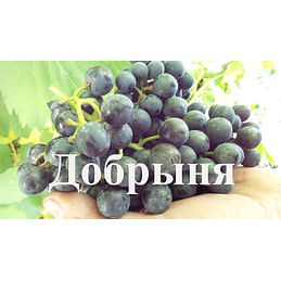 Саженцы винограда амурского "Добрыня" Садоград 1-летний саженец
