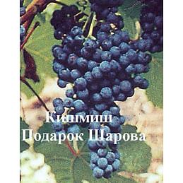 Саженцы винограда амурского "Кишмиш Подарок Шарова" Садоград 1-летний саженец