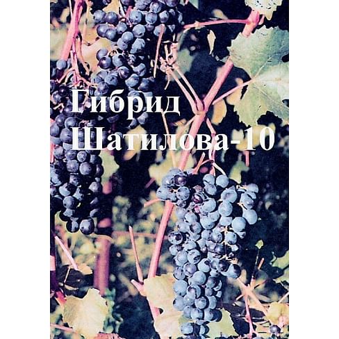 Саженцы винограда амурского "Гибрид Шатилова-10" Садоград 1-летний саженец