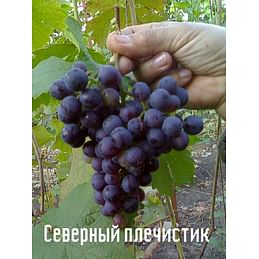 Саженцы винограда амурского "Северный плечистик" Садоград 1-летний саженец