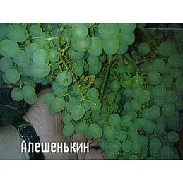 Саженцы винограда "Алёшенькин" Садоград 1-летний саженец