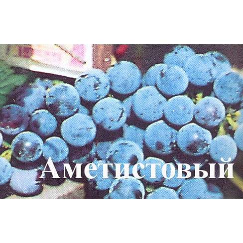 Саженцы винограда амурского "Аметистовый" Садоград 1-летний саженец