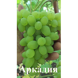 Саженцы винограда "Аркадия" Садоград 1-летний саженец