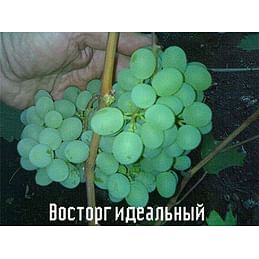 Саженцы винограда "Восторг идеальный" Садоград 1-летний саженец