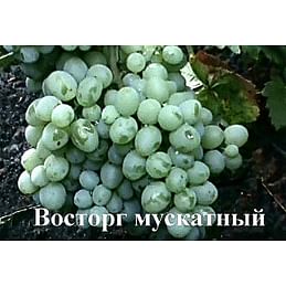 Саженцы винограда "Восторг мускатный" Садоград 1-летний саженец