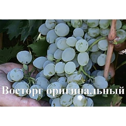 Саженцы винограда "Восторг оригинальный" (Восторг овальный, Баклановский) Садоград 1-летний саженец