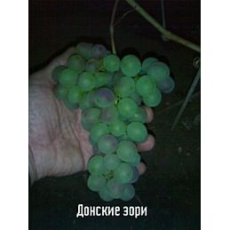 Саженцы винограда "Донские зори" Садоград 1-летний саженец