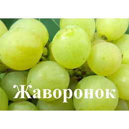 Саженцы винограда "Жаворонок" Садоград 1-летний саженец