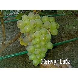 Саженцы винограда "Жемчуг Саба" Садоград 1-летний саженец