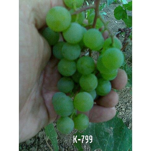 Саженцы винограда "К-799" Садоград 1-летний саженец