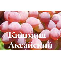 Саженцы винограда "Кишмиш Аксайский" Садоград 1-летний саженец