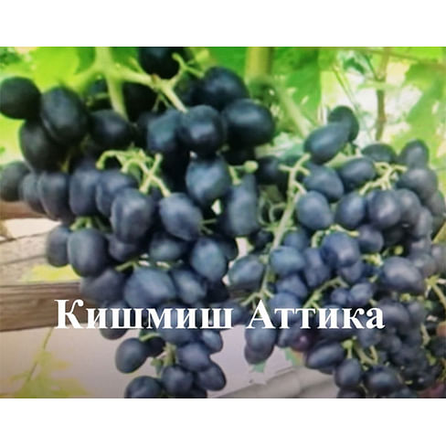 Саженцы винограда "Кишмиш Аттика" Садоград 1-летний саженец