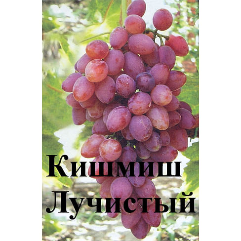 Саженцы винограда "Кишмиш лучистый" Садоград 1-летний саженец