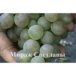 Саженцы винограда "Кишмиш Мираж Светланы" Садоград 1-летний саженец
