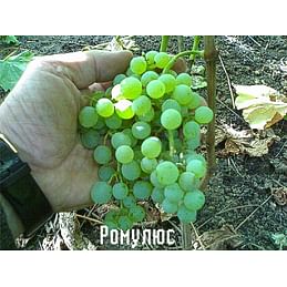 Саженцы винограда "Кишмиш Ромулюс" (США) Садоград 1-летний саженец