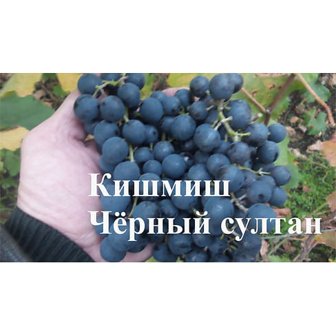 Саженцы винограда "Кишмиш Чёрный султан" Садоград 1-летний саженец