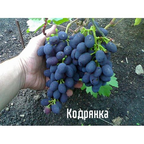 Саженцы винограда "Кодрянка" Садоград 1-летний саженец.