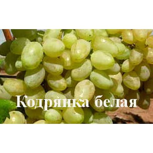 Саженцы винограда "Кодрянка белая" Садоград 1-летний саженец