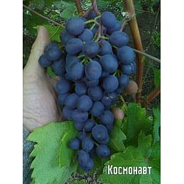 Саженцы винограда "Космонавт" Садоград 1-летний саженец