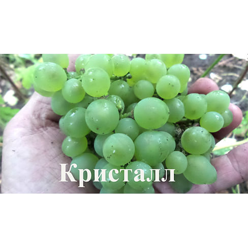 Саженцы винограда "Кристалл" Садоград 1-летний саженец
